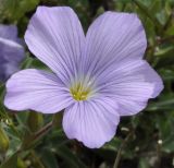 Linum подвид spathulatum