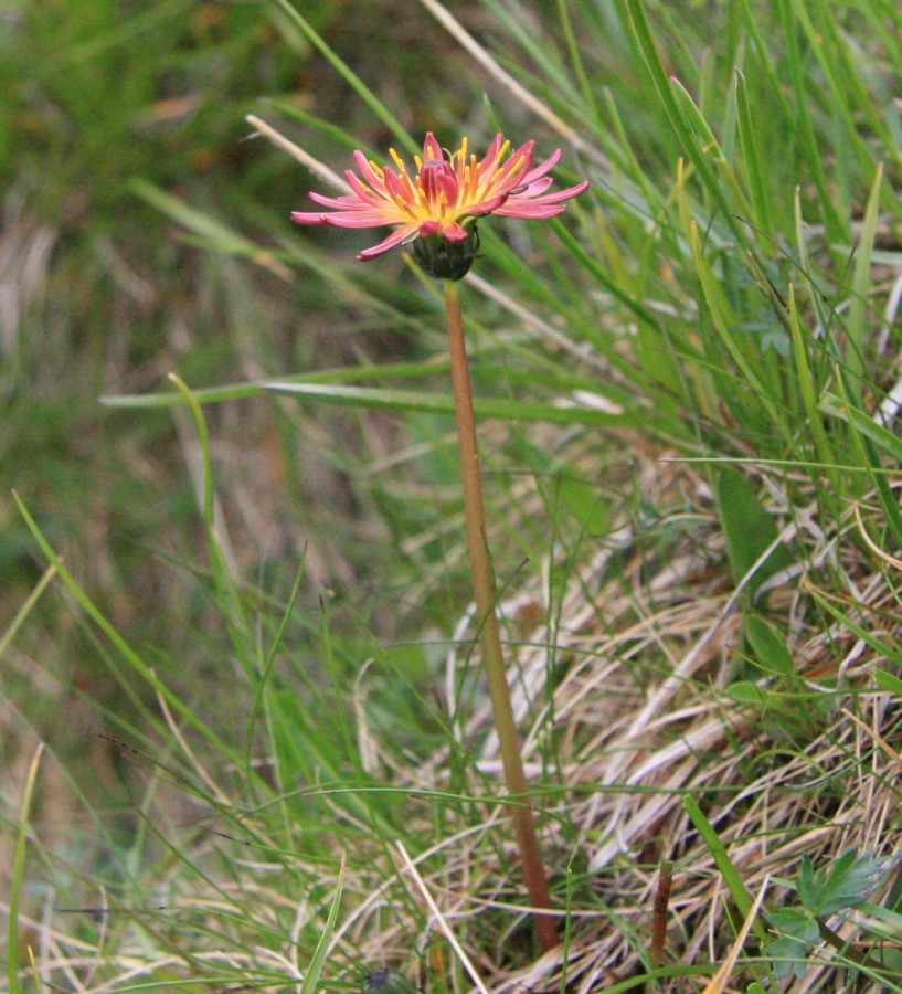 Изображение особи Taraxacum porphyranthum.