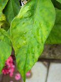 Lysimachia clethroides