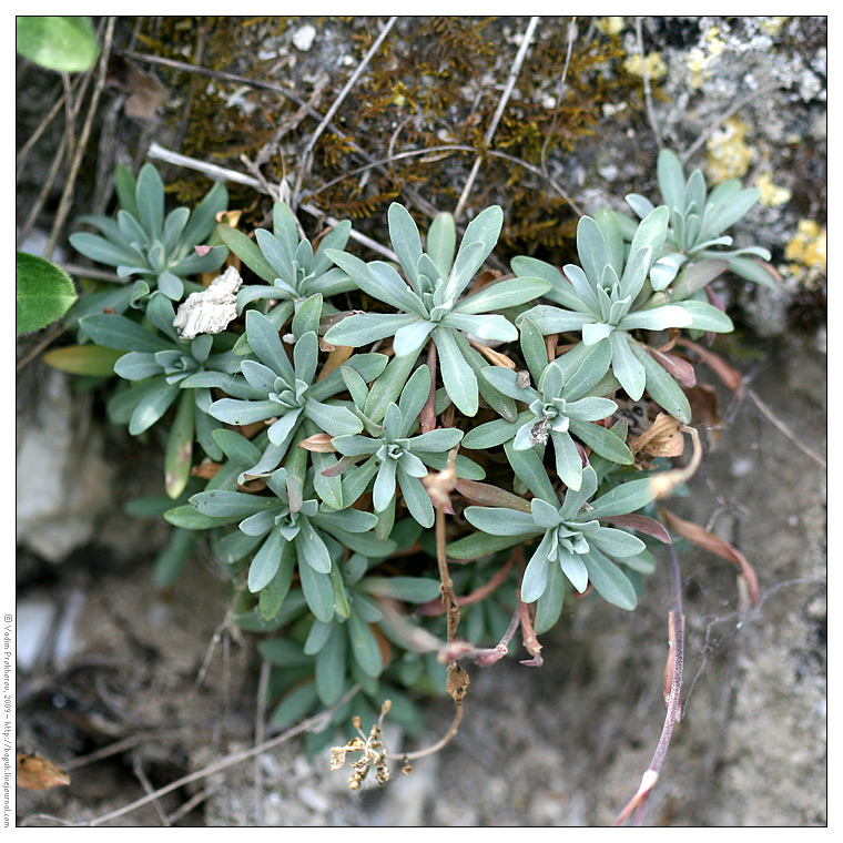 Изображение особи Schivereckia podolica.