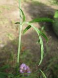 View full-size image Rudbeckia columnifera