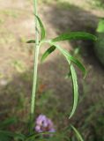 Rudbeckia columnifera