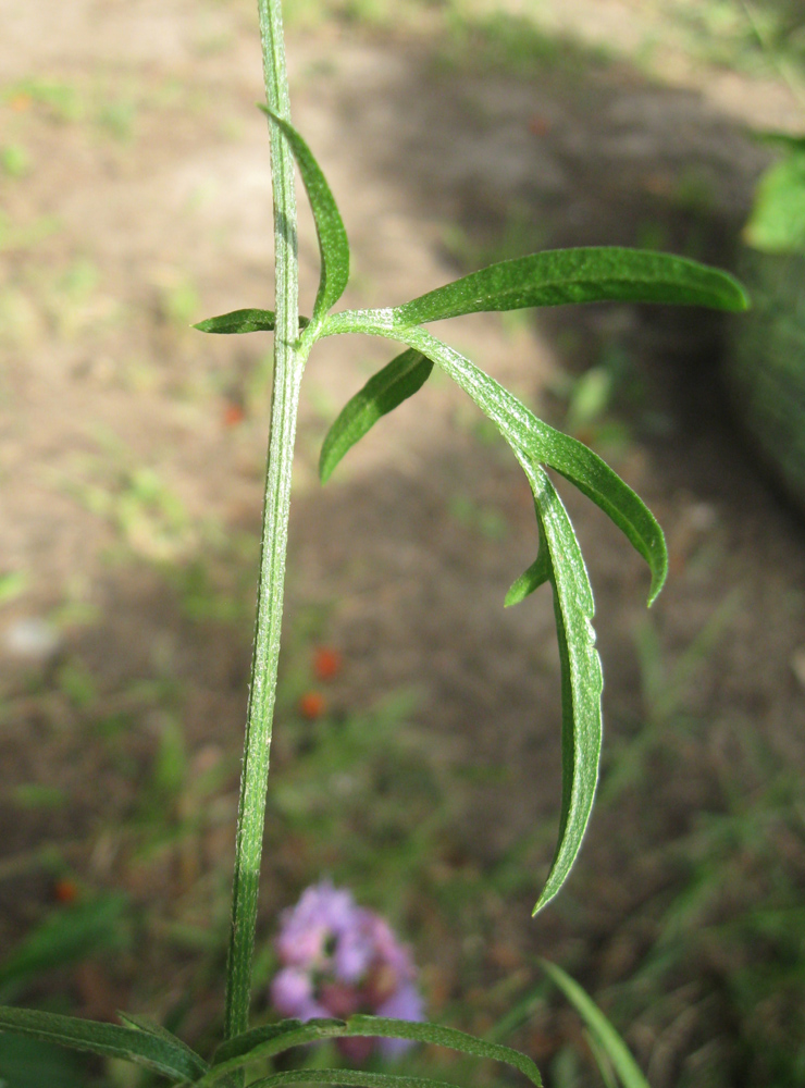 Изображение особи Rudbeckia columnifera.