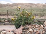 Brachanthemum kirghisorum