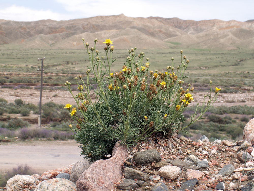 Image of Brachanthemum kirghisorum specimen.