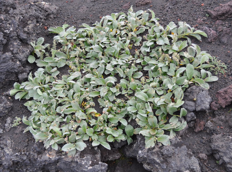 Image of genus Salix specimen.