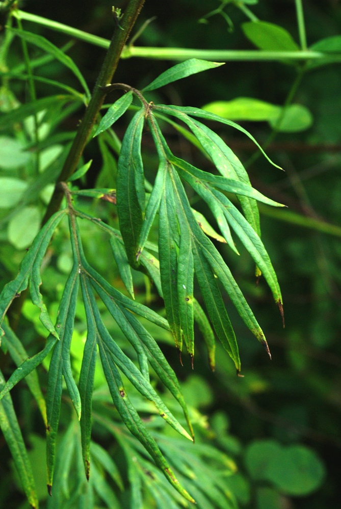 Image of Artemisia rubripes specimen.
