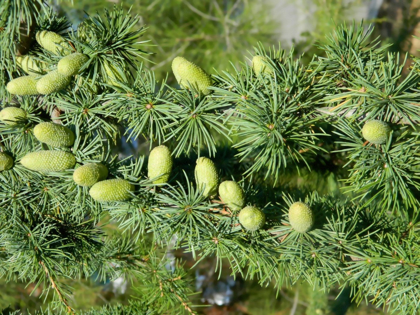 Изображение особи Cedrus atlantica.