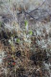 Eremopyrum bonaepartis. Цветущие растения. Южный Казахстан, восточная граница пустыни Кызылкум. 07.05.2013.