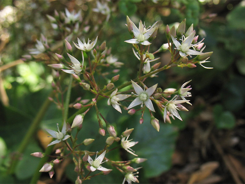 Изображение особи Crassula multicava.