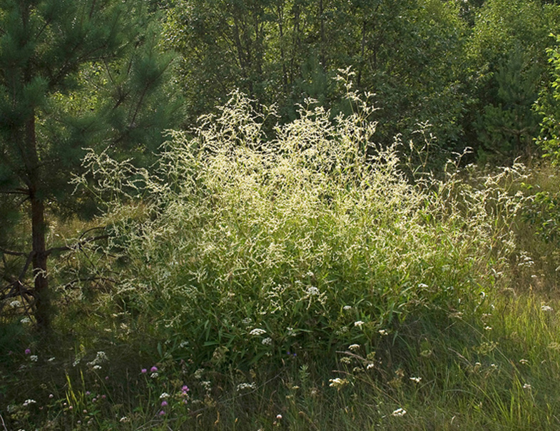 Изображение особи Aconogonon divaricatum.