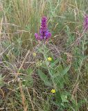 Salvia tesquicola