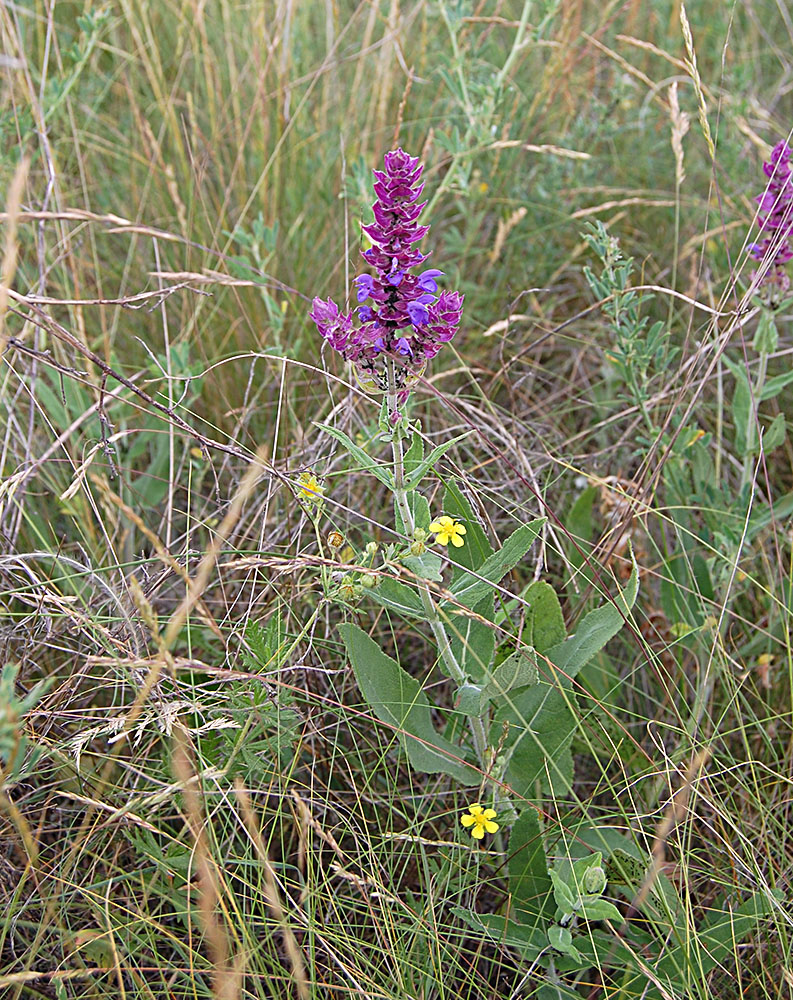 Изображение особи Salvia tesquicola.