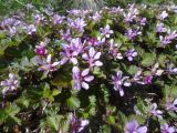 genus Rubus. Часть куртины цветущих растений. Чукотский автономный округ, Чукотский р-н, окр. села Лорино. 27 июня 2013 г.