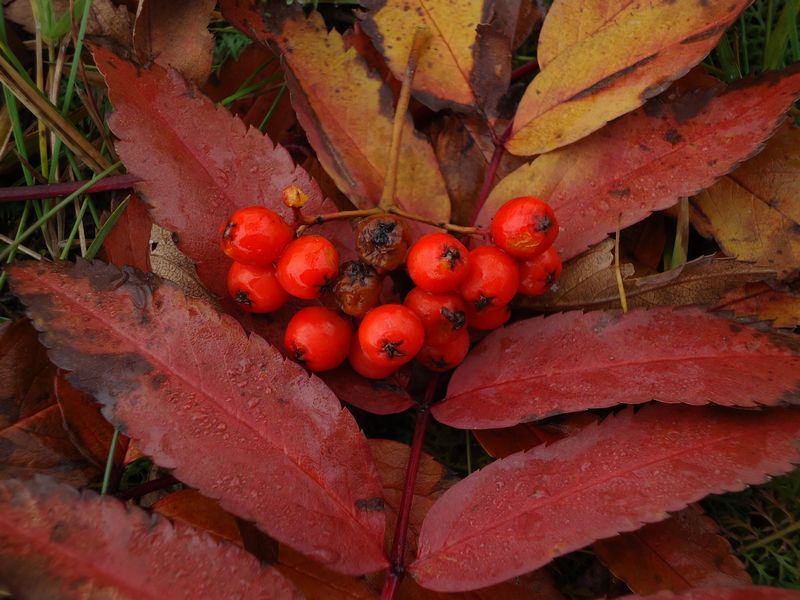 Image of Sorbus sibirica specimen.