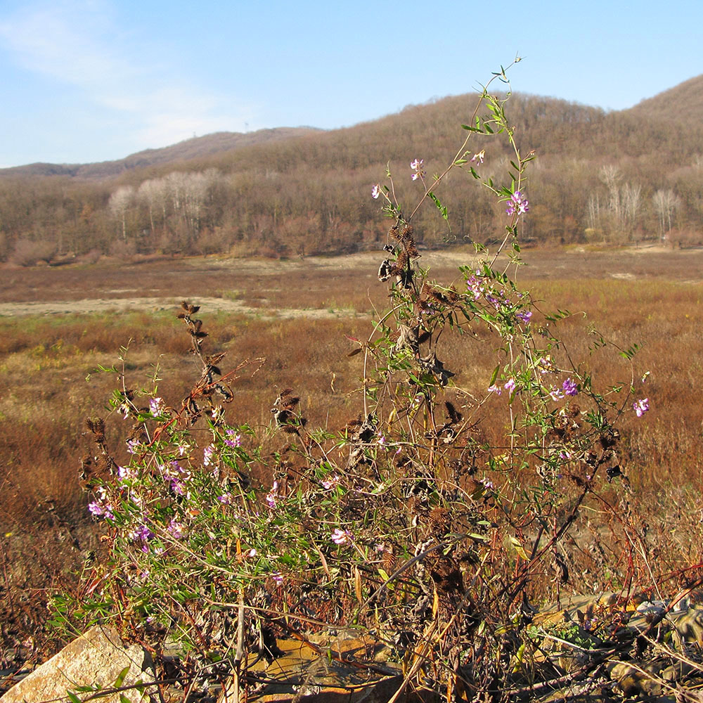 Изображение особи Vicia biennis.