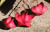 Euonymus sanguineus