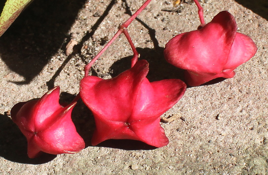 Image of Euonymus sanguineus specimen.