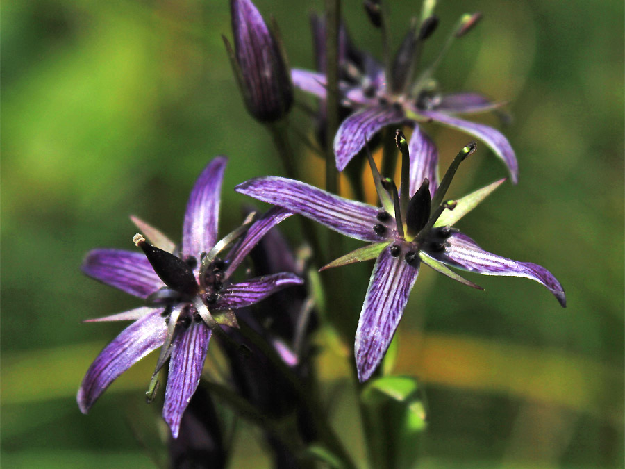 Image of Swertia perennis specimen.