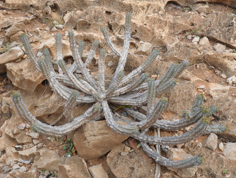 Image of Euphorbia spiralis specimen.