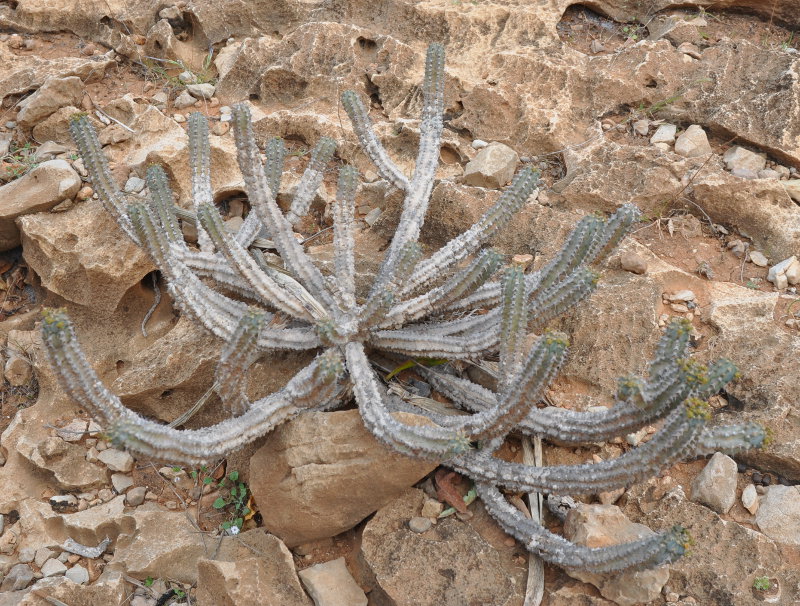 Изображение особи Euphorbia spiralis.