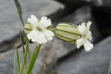 Gastrolychnis gonosperma