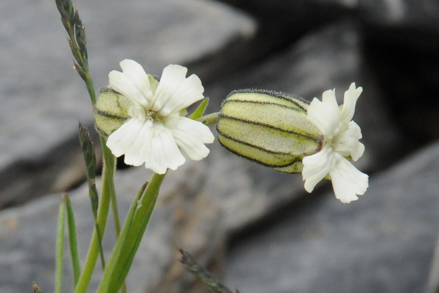 Image of Gastrolychnis gonosperma specimen.