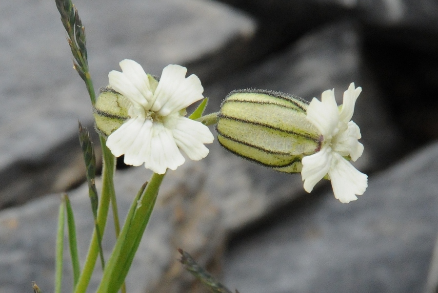 Изображение особи Gastrolychnis gonosperma.