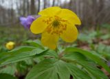 Anemone ranunculoides. Верхушка цветущего растения. Тверская обл., Кимрский р-н. 04.05.2011.