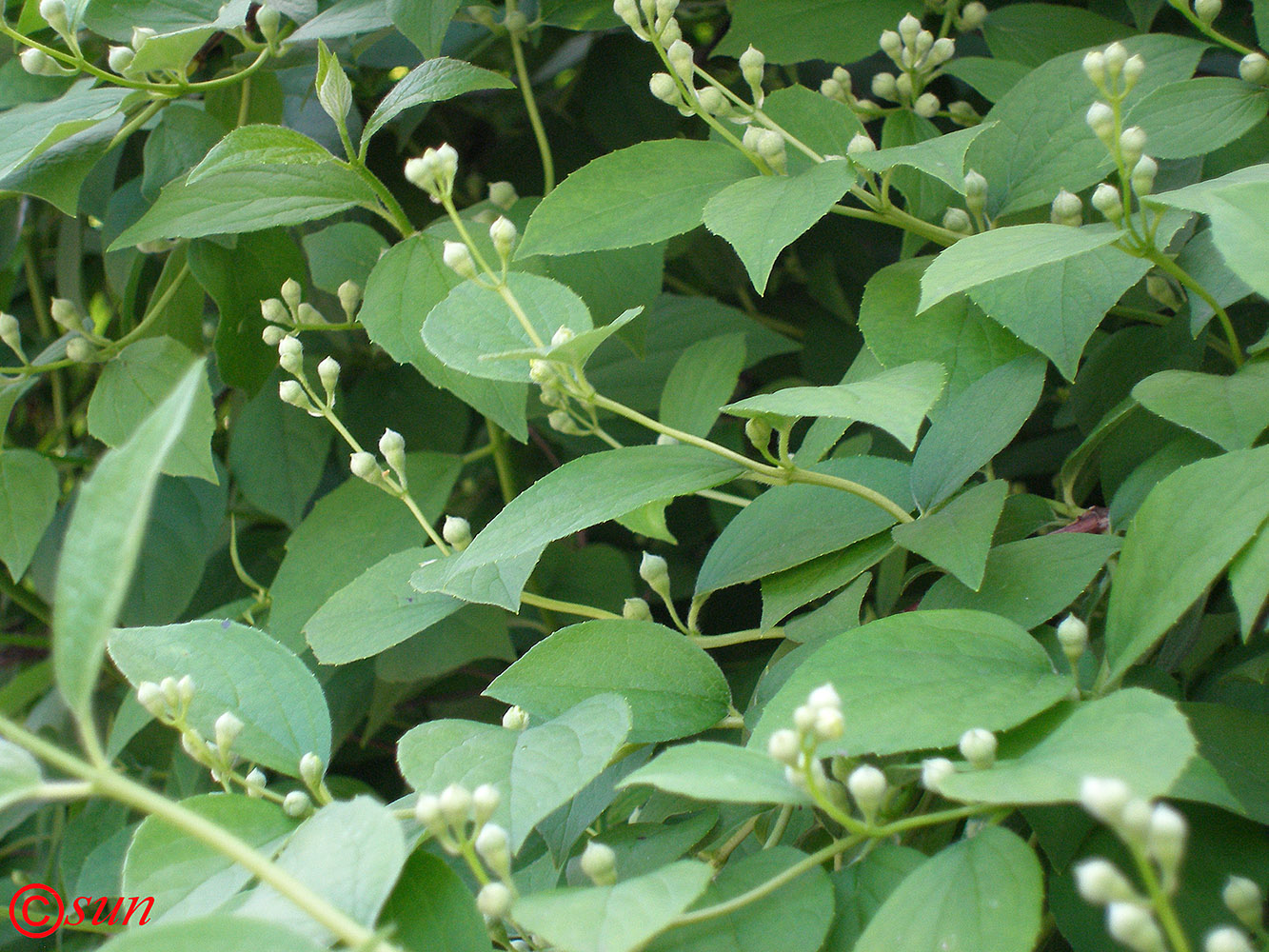 Изображение особи Philadelphus coronarius.