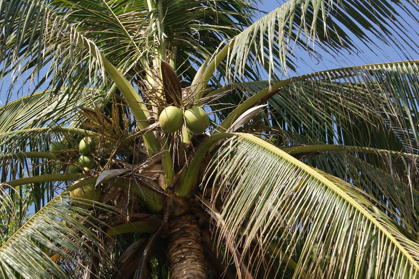 Изображение особи Cocos nucifera.