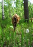 Carex pilosa. Отцветшее мужское соцветие. Подмосковье, Одинцовский р-н, окр. г. Кубинка, смешанный лес. 17.05.2013.