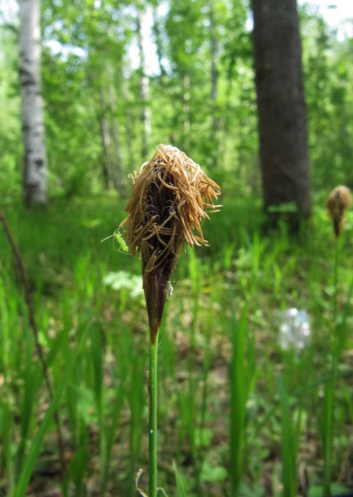 Изображение особи Carex pilosa.