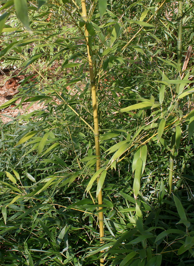 Image of Phyllostachys viridi-glaucescens specimen.