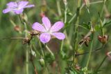 Geranium collinum. Часть цветущего растения с бутоном и плодами. Казахстан, Восточно-Казахстанская обл., Уланский р-н, окр. с. Украинка, луг. 30.07.2007.луг.