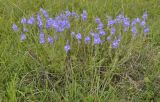 Veronica jacquinii