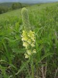 Pedicularis sibthorpii