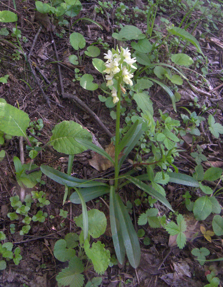 Изображение особи Dactylorhiza romana ssp. georgica.