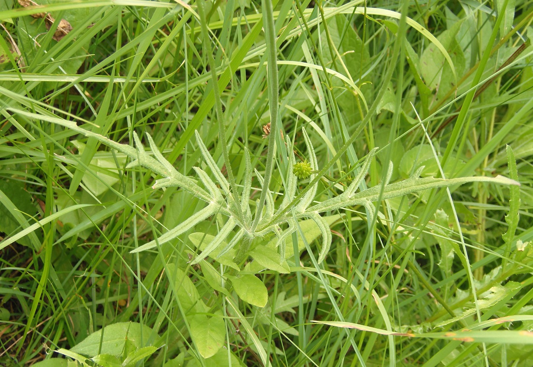Image of Knautia arvensis specimen.