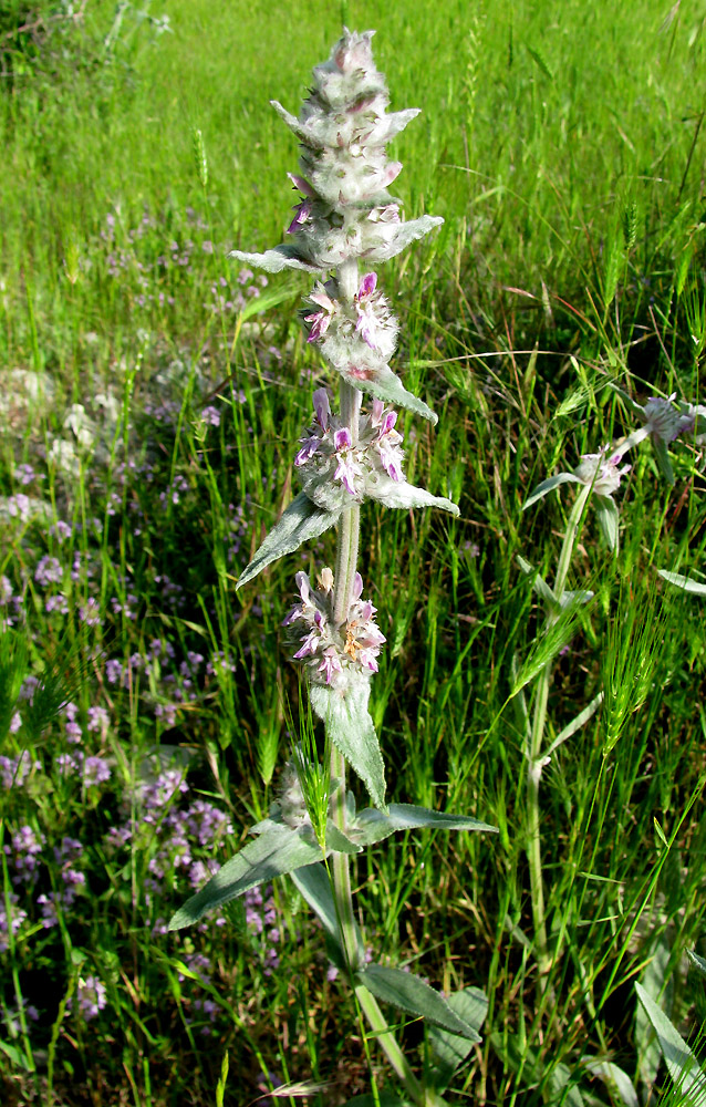 Изображение особи Stachys velata.