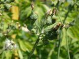 Sonchus oleraceus