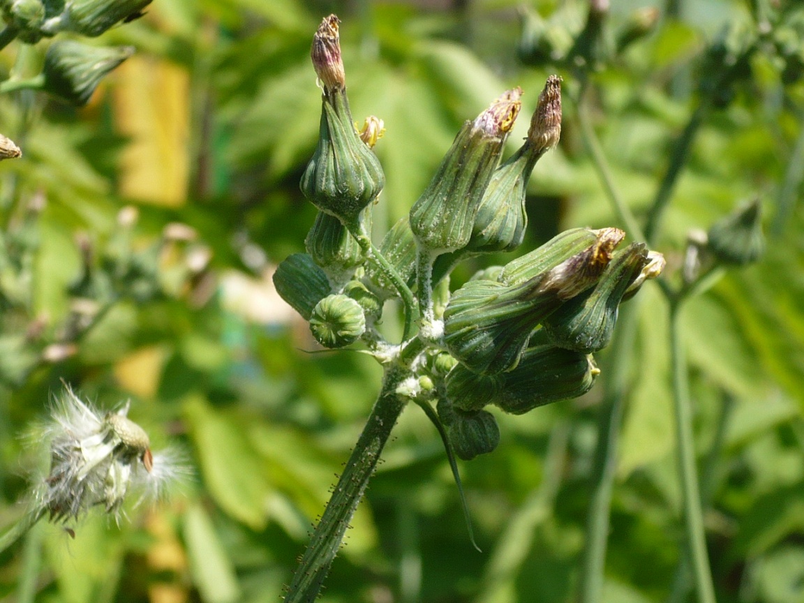 Изображение особи Sonchus oleraceus.