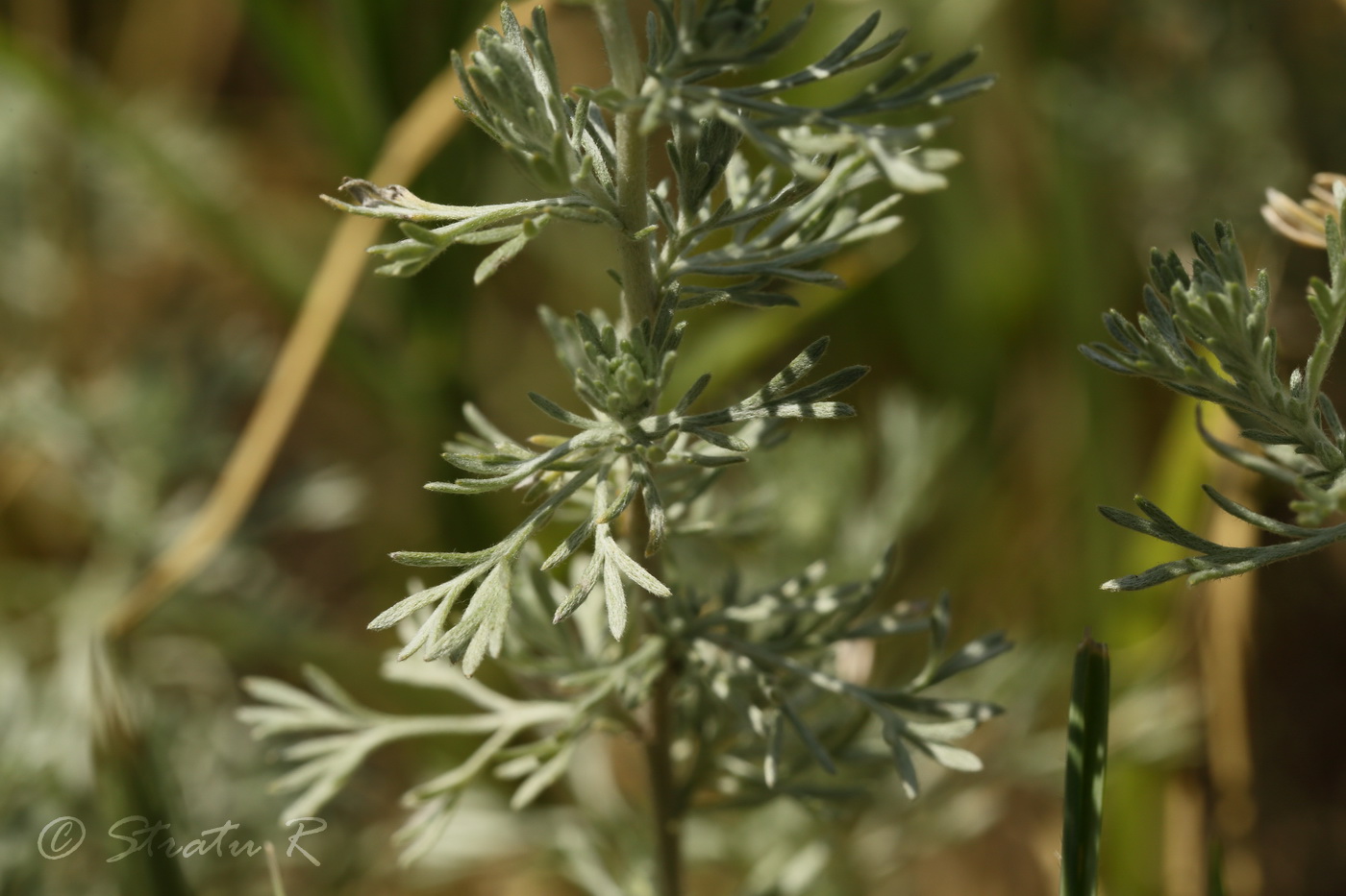 Изображение особи Artemisia austriaca.