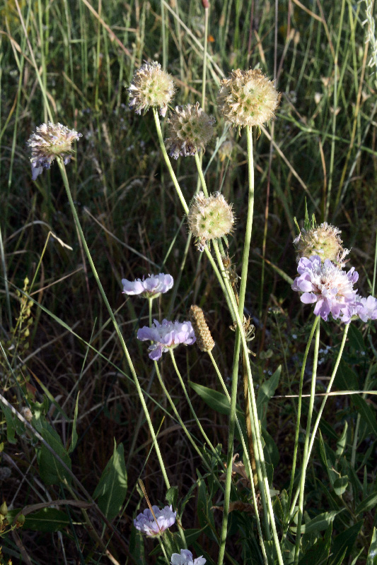 Image of Lomelosia songarica specimen.