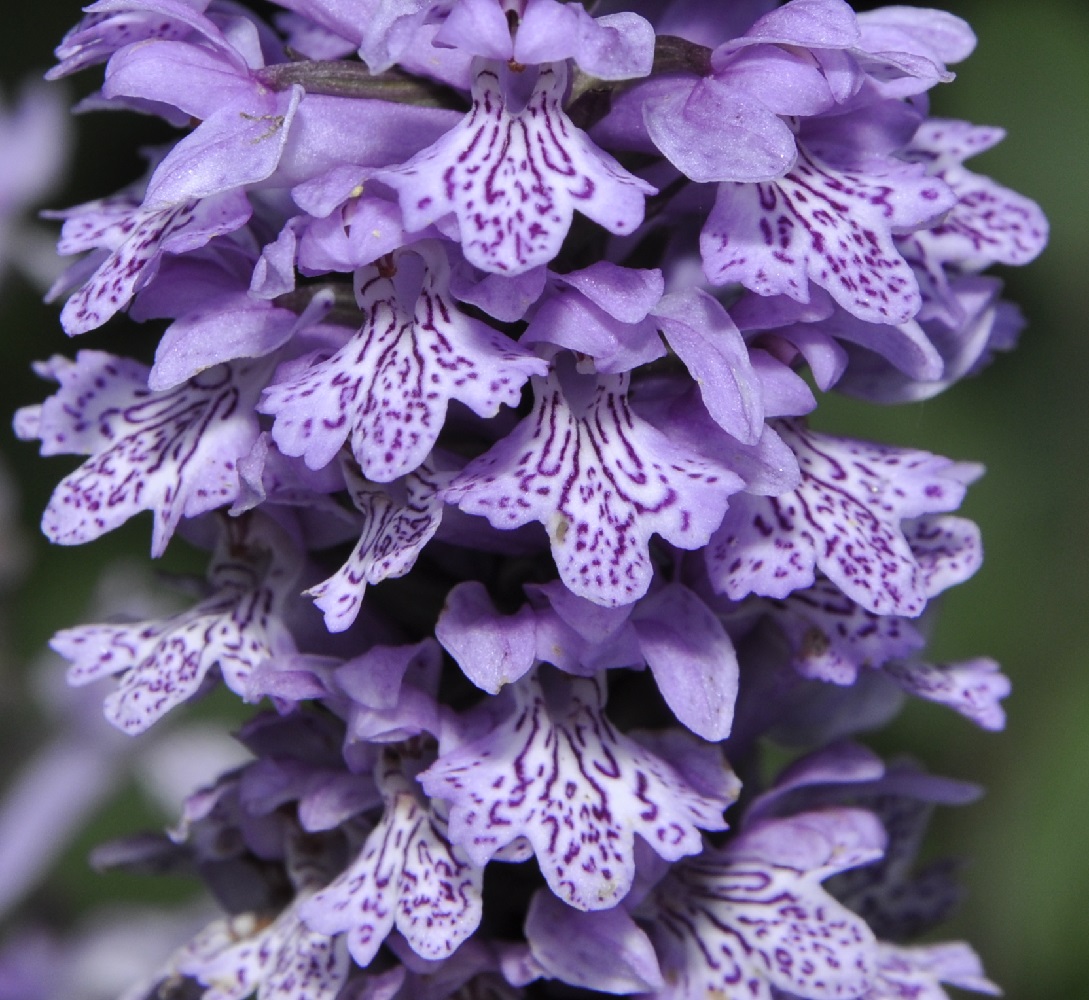 Image of Dactylorhiza saccifera specimen.