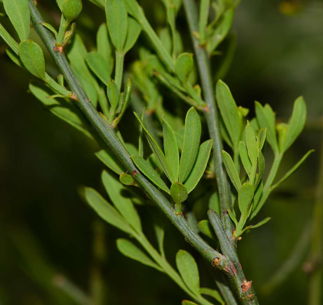 Image of Osyris alba specimen.