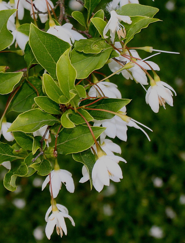 Image of Halesia carolina specimen.