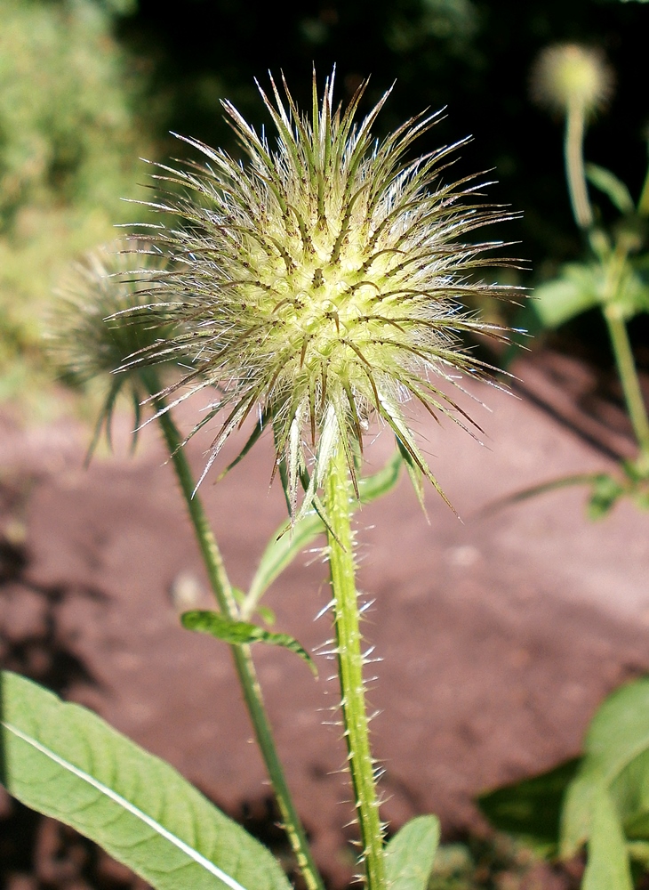 Image of Dipsacus strigosus specimen.