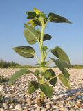 Helianthus annuus. Цветущее растение. Краснодарский край, м/о Анапа, окр. станицы Благовещенская, Витязевский лиман, коса Голенькая, ракушечный пляж. 09.08.2014.