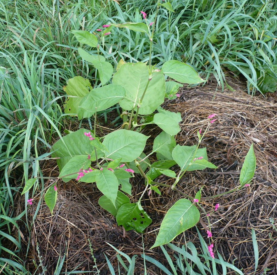 Image of Persicaria orientalis specimen.